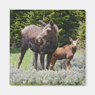 Aimant États-Unis, Wyoming, Montagnes Bighorn, élan Alces