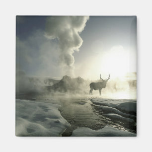 Aimant États-Unis, Wyoming, parc national de Yellowstone.