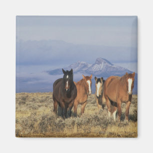 Aimant États-Unis, Wyoming, près du groupe de chevaux de