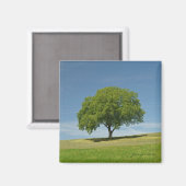 Aimant été (Recto/Verso)