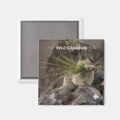 Aimant Été - American Pica (Recto/Verso)