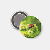 Aimant Été dans le jardin, coccinelle (Recto/Verso)