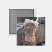 Aimant Été Fun Lab Puppy (Recto/Verso)