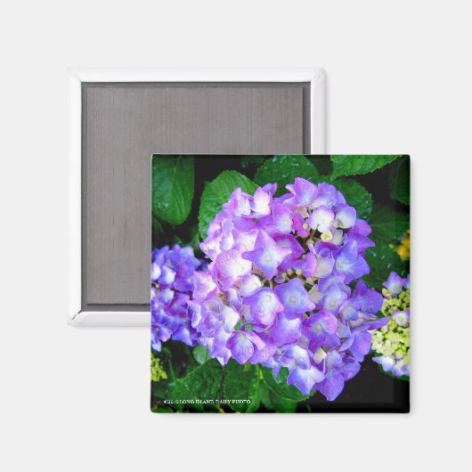 Aimant Été Hydrangea (Recto/Verso)