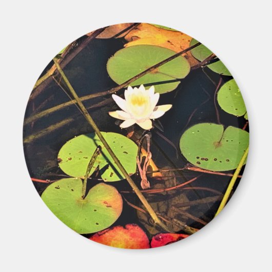 Aimant "Ethérée Lily Pad Pond avec Central White Blossom (Devant)