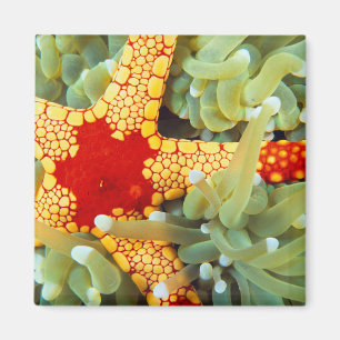 Aimant Étoile de mer rouge et jaune