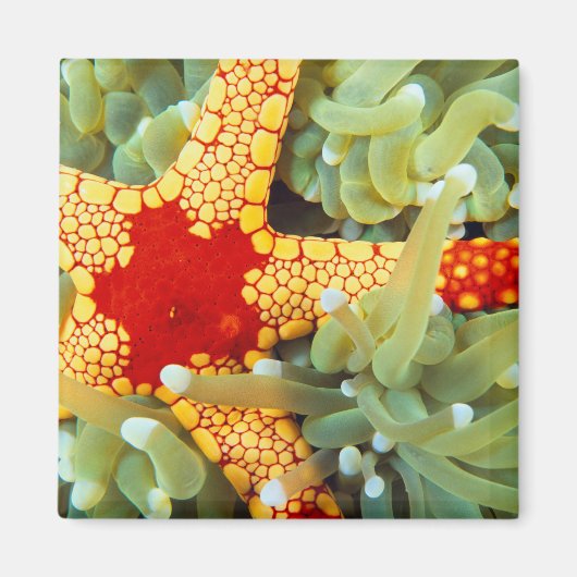 Aimant Étoile de mer rouge et jaune (Devant)