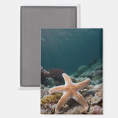Aimant Étoiles de mer dans les profondeurs de la mer (Recto/Verso)