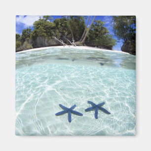 Aimant Étoiles de mer, îles rocheuses, Palaos 2