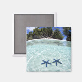 Aimant Etoiles de mer, Îles Rocheuses, Palau 2 (Recto/Verso)
