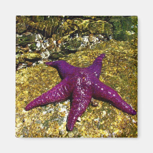 Aimant Étoiles de mer pourpres