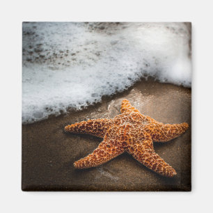 Aimant Étoiles de mer seules sur la plage