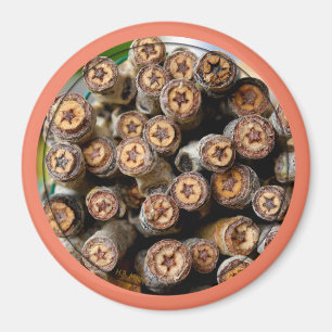 Aimant Etoiles le long du Rio Grande Cotton Wood Trees