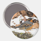 Aimant Étonnant oiseau-chanteur à Grive variée en hiver (Recto/Verso)