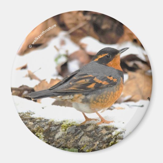Aimant Étonnant oiseau-chanteur à Grive variée en hiver (Devant)