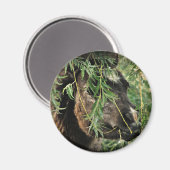 Aimant Être obèse (Recto/Verso)