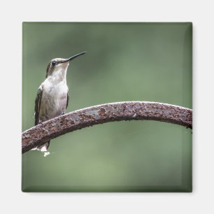 Aimant Être un petit oiseau-de-vie