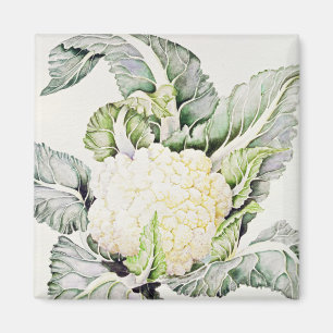 Aimant Étude 1993 de chou-fleur