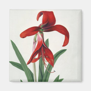 Aimant Étude de fleur,