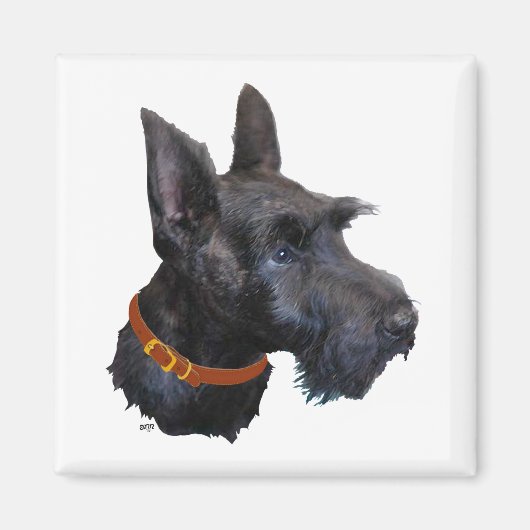 Aimant Étude de tête de Terrier Écossais (Devant)