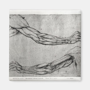 Aimant Étude des bras