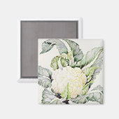 Aimant Étude sur le chou-fleur 1993 (Recto/Verso)