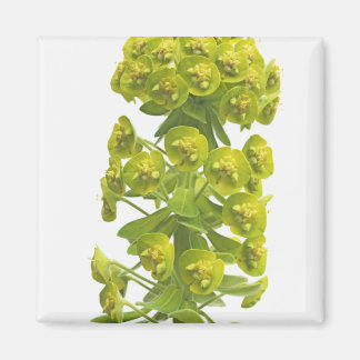 Aimant Euphorbia
