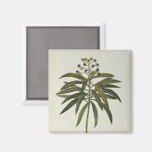 Aimant Euphorbia Mellifera (Recto/Verso)