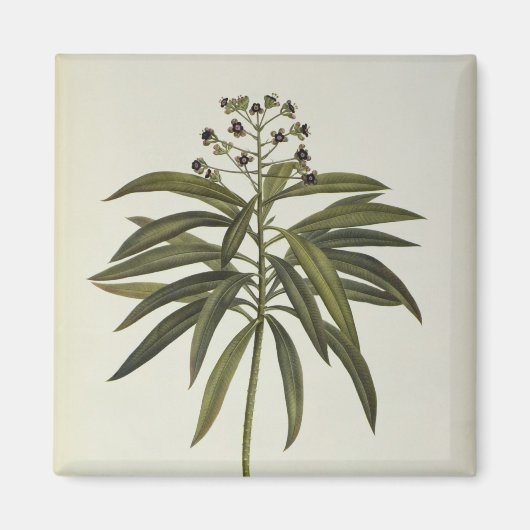 Aimant Euphorbia Mellifera (Devant)