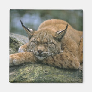 Aimant Europ�_ischer Luchs, Eurasischer Luchs (Lynx