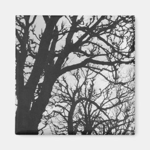 Aimant Europe, France, Paris. Arbres d'hiver, Marco