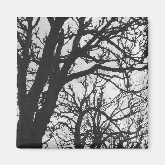 Aimant Europe, France, Paris. Les arbres d'hiver, Marco (Devant)