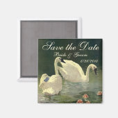 Aimant Événement à ne pas manquer ! Beaux cygnes nageant (Recto/Verso)