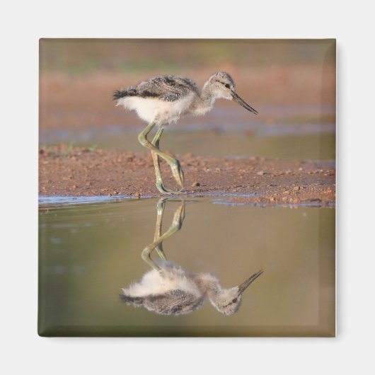 Aimant Évitez la poussette (Devant)