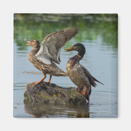 Aimant Excusez-moi (Devant)