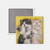 Aimant Exotic Shorthair; est les éleveurs traversent le (Recto/Verso)