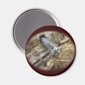 Aimant Eyed Elater Click Beetle - Alaus oculatus (Recto/Verso)