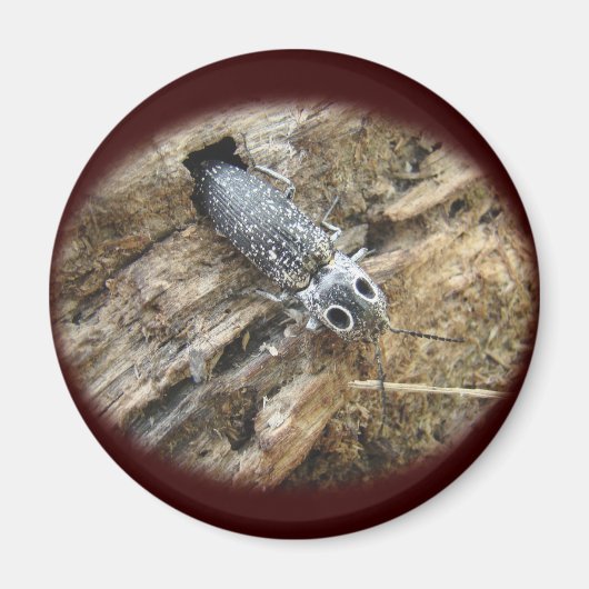 Aimant Eyed Elater Click Beetle - Alaus oculatus (Devant)