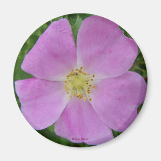 Aimant F11 Rose sauvage "Rosa arkansana"