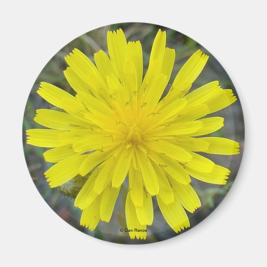 Aimant F16 Épervière jaune Roi diable (Devant)