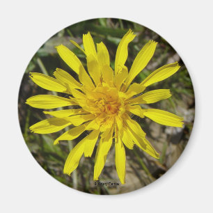 Aimant F21 Fleur sauvage jaune Crépis à feuilles étroites