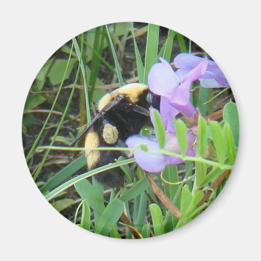 Aimant F2 Abeille sur Fleur Sauvage Violette (Devant)