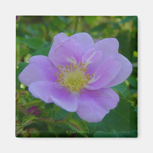 Aimant F37 Rose sauvage (Devant)
