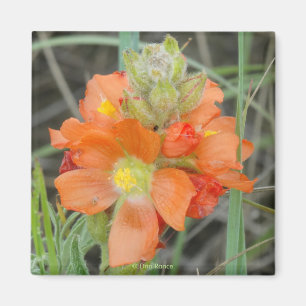 Aimant F40 Fleurs sauvages orange Malope à fleurs rouges