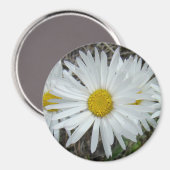Aimant F42 Fleurs sauvages blanches Aster lisse (Recto/Verso)