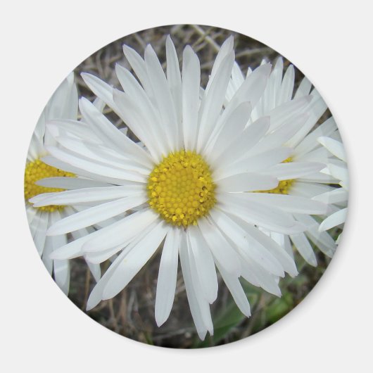 Aimant F42 Fleurs sauvages blanches Aster lisse (Devant)