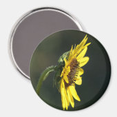 Aimant F43 Fleur sauvage jaune Susan aux yeux noirs (Recto/Verso)