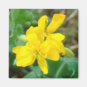 Aimant F44 Fleurs sauvages jaunes Moutarde sauvage