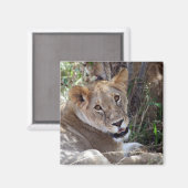 Aimant face de lion (Recto/Verso)