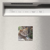 Aimant face de lion (In Situ (Lave-vaisselle))